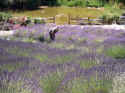 LavenderFarm2016005.JPG (211735 bytes)